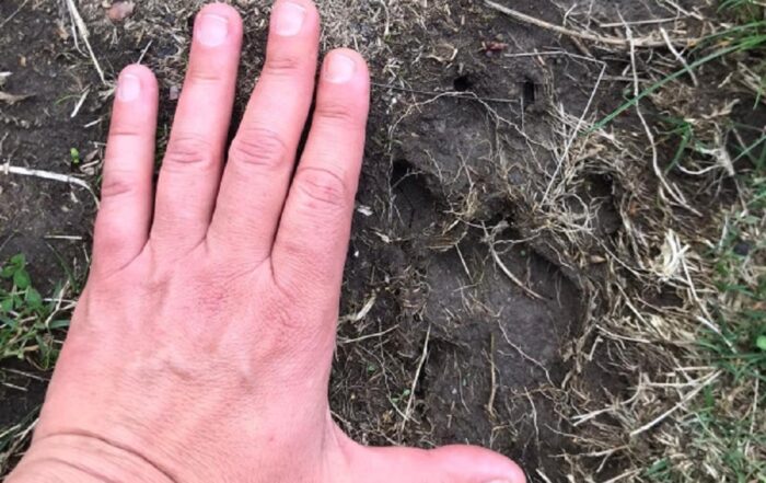 Misurazione manuale di un impronta animale nell'Appennino Tosco Emiliano