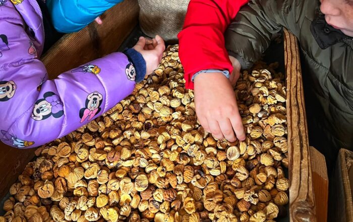 Selezione delle castagne dopo l'essicazione