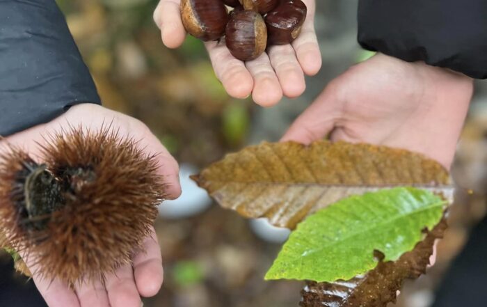 Raccolta di castagne, ricci e foglie nei boschi autunnali