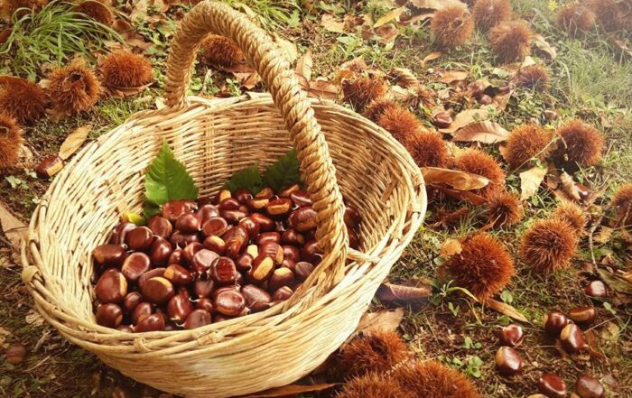 Un cesto di castagne appena raccolte nel bosco in Lunigiana