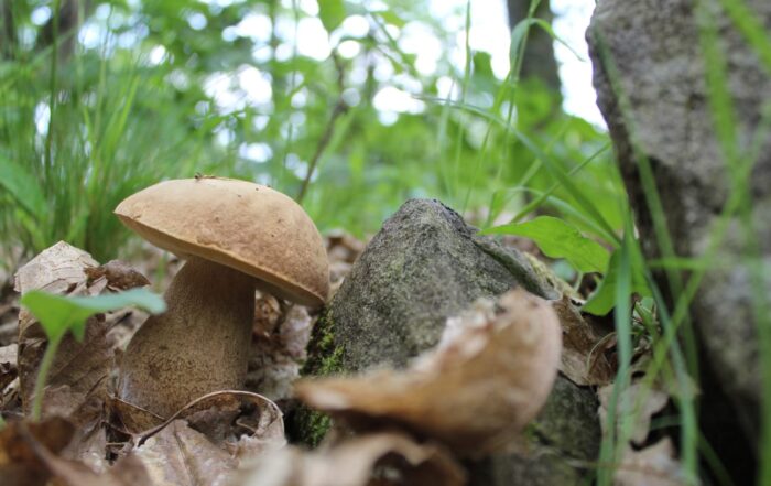 Un fungo porcino nel bosco d'autunno in Lunigiana