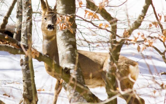 Attività di biowatching e di educazione ambientale in Lunigiana e nel Parco Nazionale dell'Appennino Tosco Emiliano.