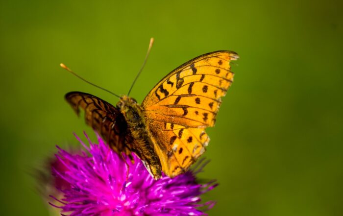 Attività di biowatching e di educazione ambientale in Lunigiana e nel Parco Nazionale dell'Appennino Tosco Emiliano.