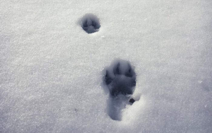 Affascinante escursione sui sentieri d'Appennino, lla ricerca delle tracce del lupo, antico protagonista di storie e racconti.