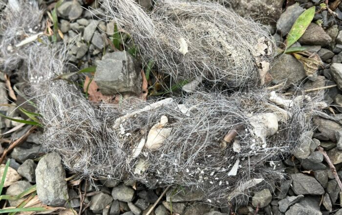 Affascinante escursione sui sentieri d'Appennino, lla ricerca delle tracce del lupo, antico protagonista di storie e racconti.