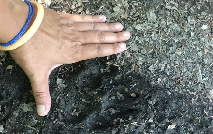 Affascinante escursione sui sentieri d'Appennino, lla ricerca delle tracce del lupo, antico protagonista di storie e racconti.