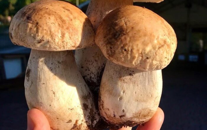 Viaggio nel cuore del gusto alla scoperta del Fungo di Borgotaro IGP fra tradizione, cultura e patrimonio gastronomico.