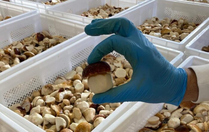 Viaggio nel cuore del gusto alla scoperta del Fungo di Borgotaro IGP fra tradizione, cultura e patrimonio gastronomico.