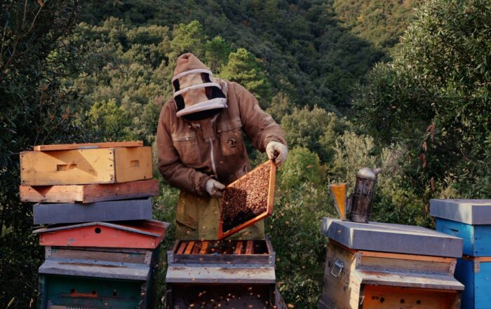 Visita guidata alla Mieleria Collettiva di Toscana Miele al Pungiglione per conoscere i mieli di Acacia e Castagno della Lunigiana DOP.