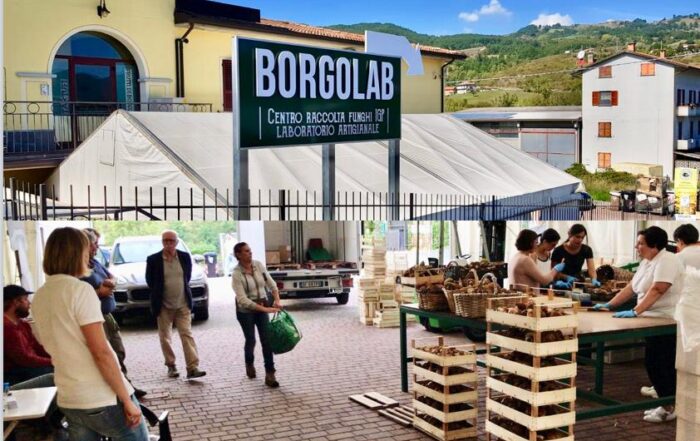 Viaggio nel cuore del gusto alla scoperta del Fungo di Borgotaro IGP fra tradizione, cultura e patrimonio gastronomico.