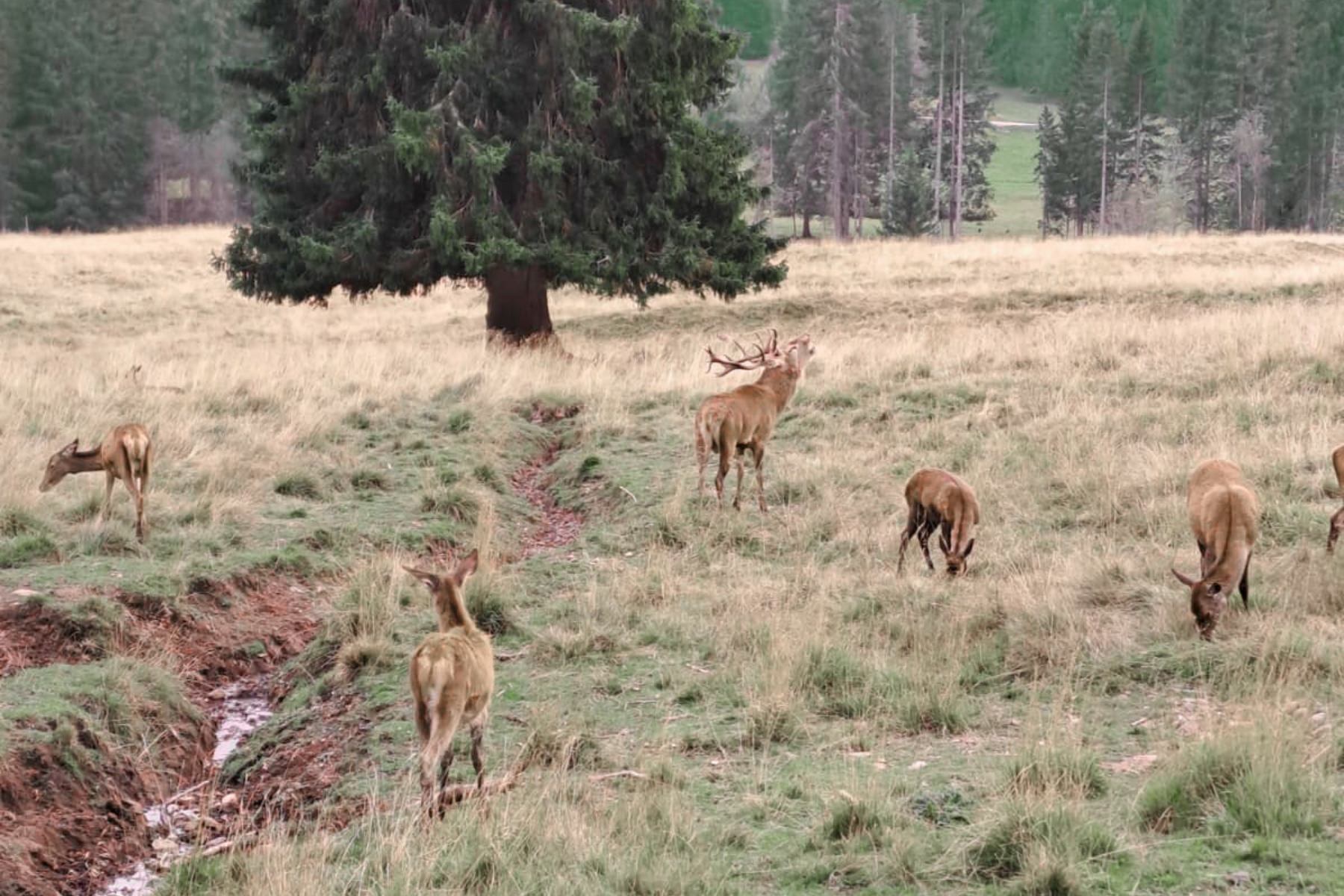Un viaggio d'istruzione in Trentino, dalla natura dele Dolomiti della Val di Fassa e la cultura delle comunità della Val di Fiemme.
